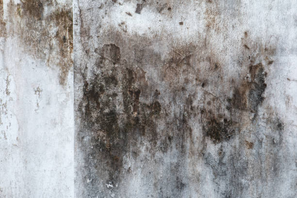 Best Industrial Mold Remediation  in June Park, FL