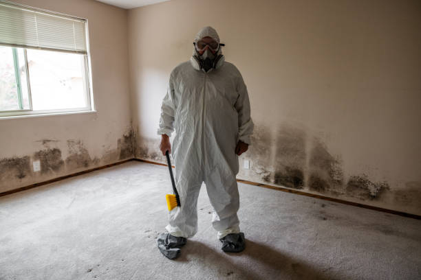 Trusted June Park, FL Mold Removal Experts