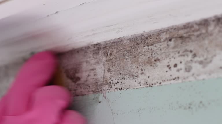 Best Post-Remediation Verification Testing  in June Park, FL